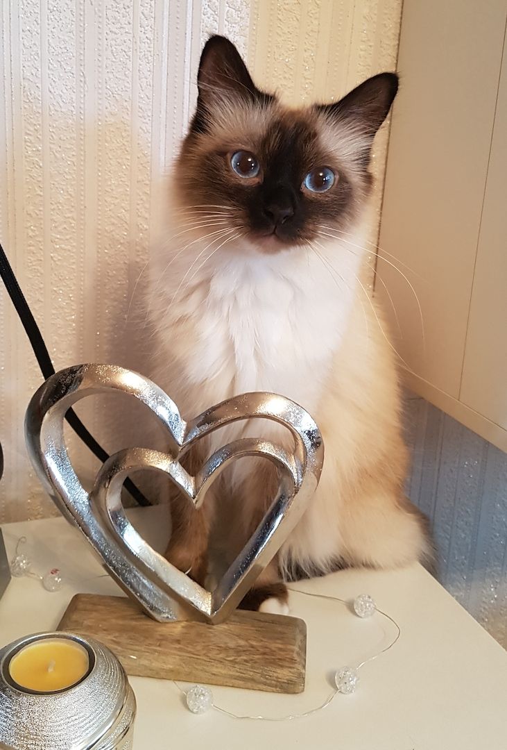 Heilige Bima  Kitten