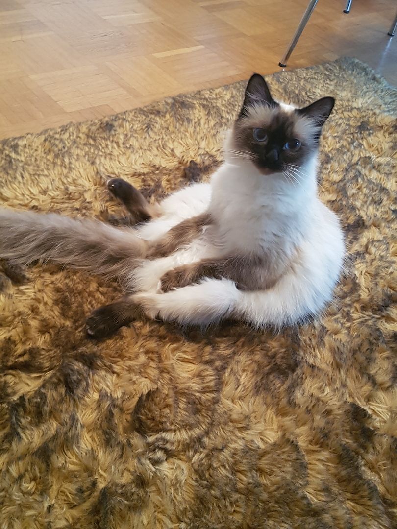 Heilige Bima  Kitten