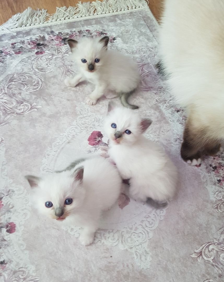 Heilige Bima  Kitten