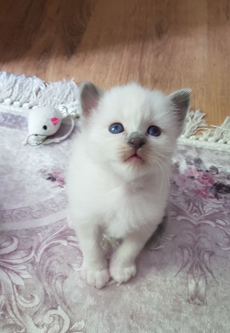 Heilige Bima  Kitten