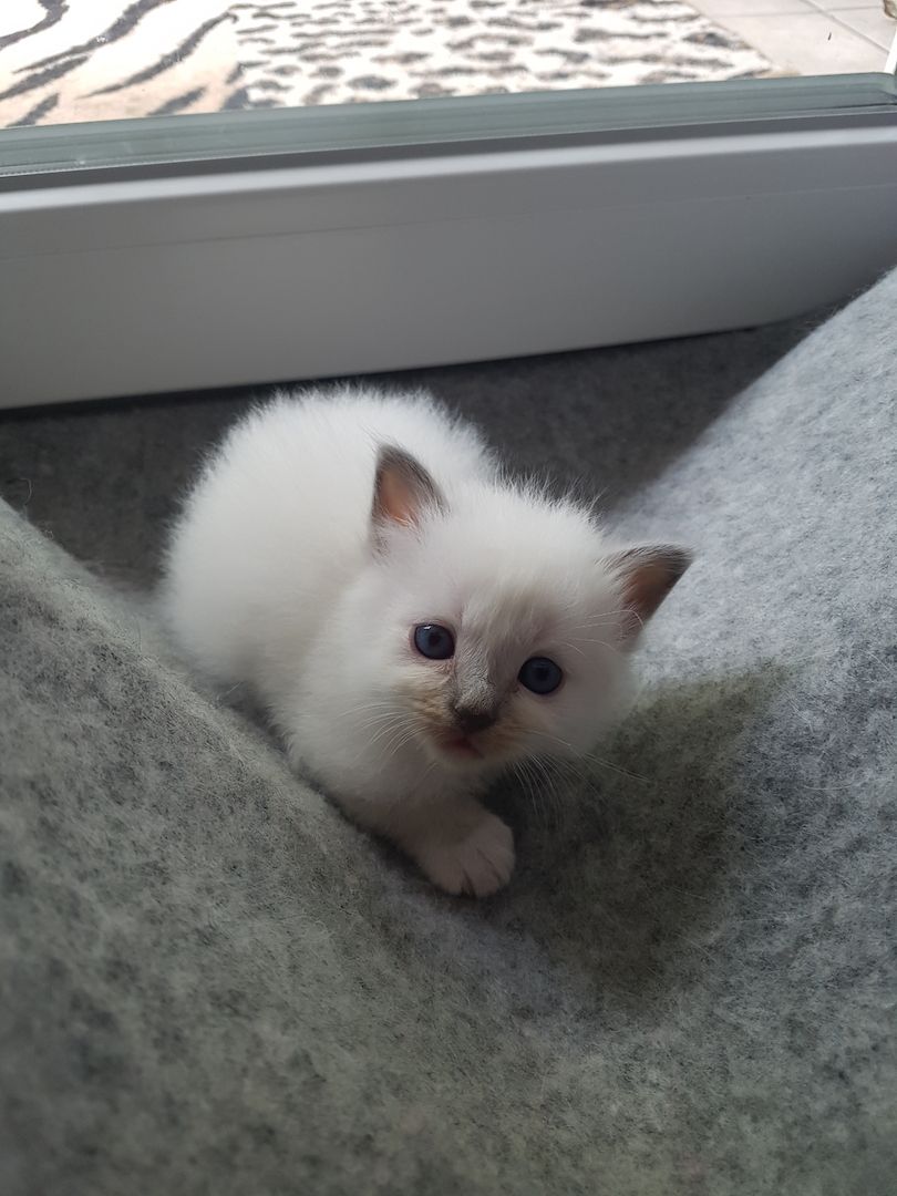Heilige Bima  Kitten
