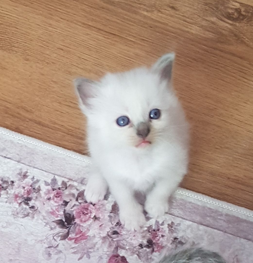 Heilige Bima  Kitten