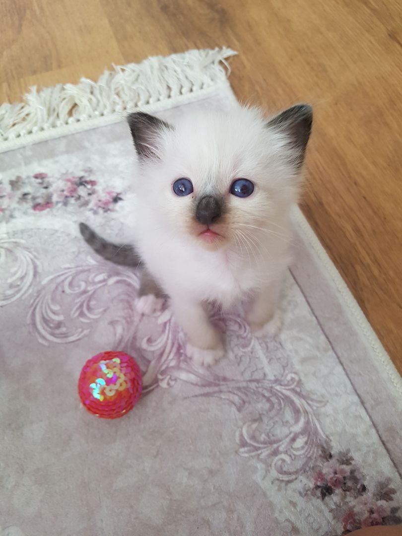 Heilige Bima  Kitten