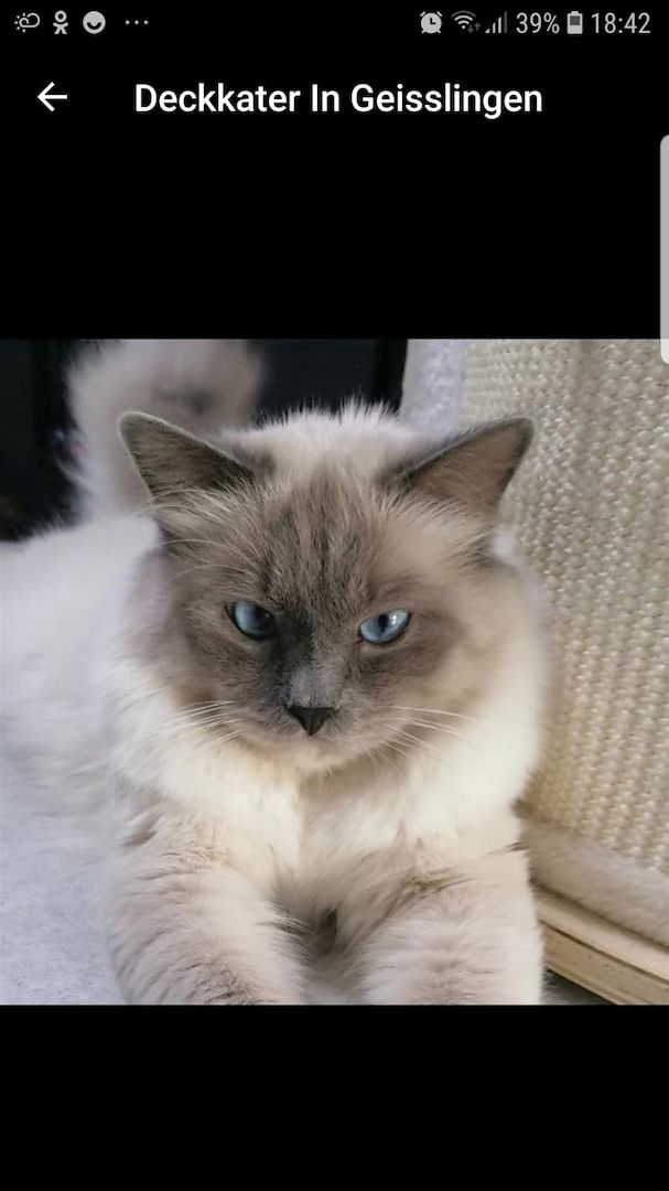 Heilige Bima  Kitten