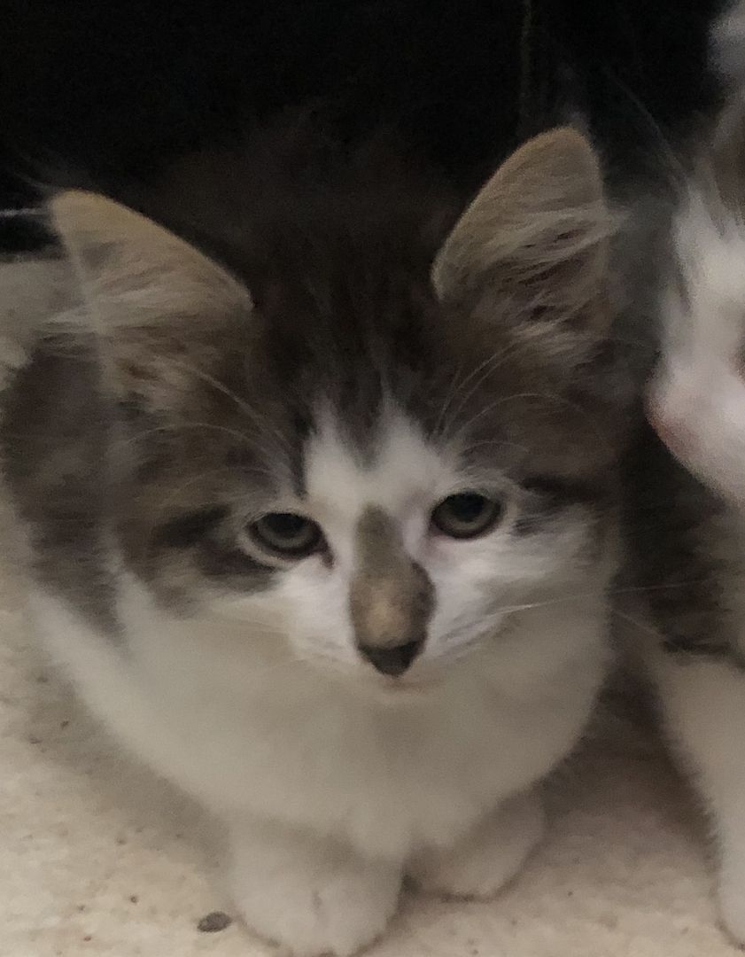 3x katzen 12 wochen alt