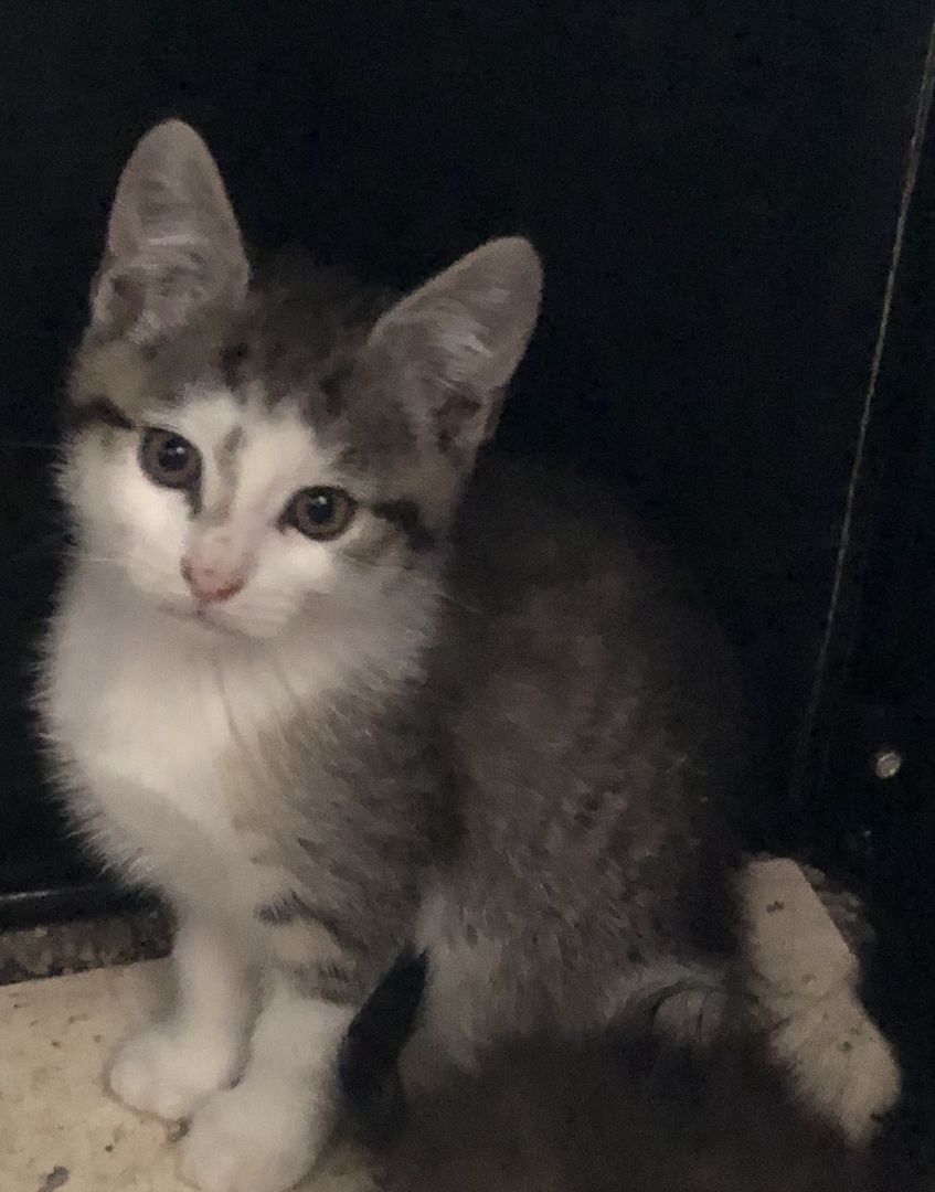 3x katzen 12 wochen alt