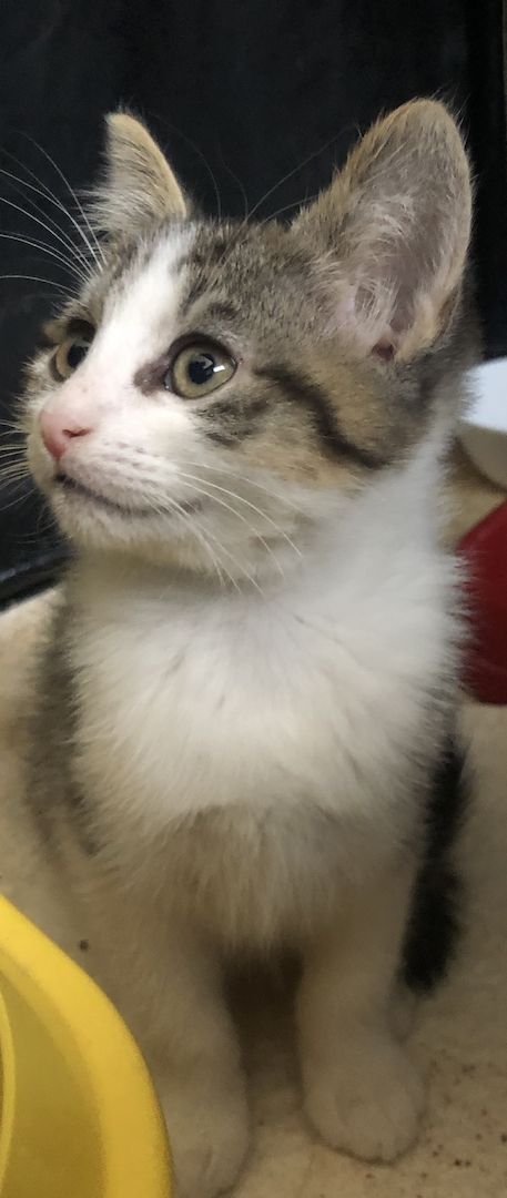 3x katzen 12 wochen alt