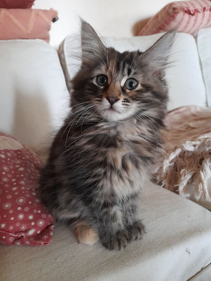 Norwegische Waldkatzen