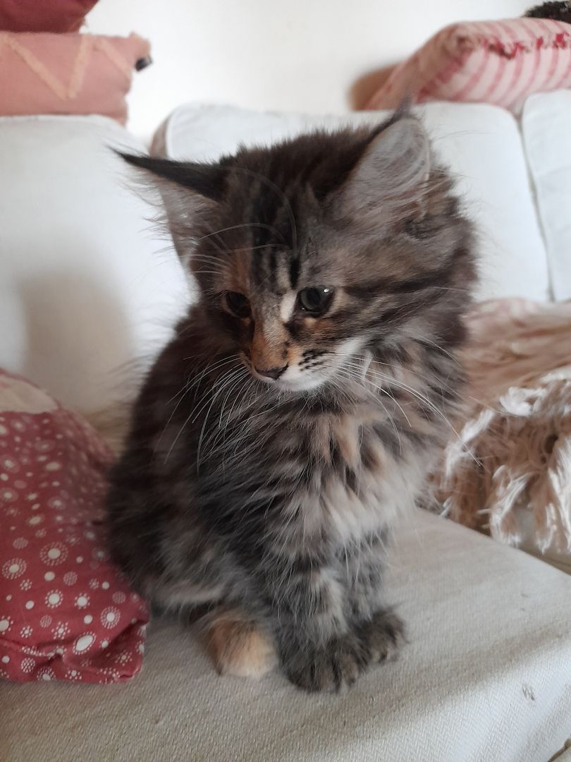 Norwegische Waldkatzen