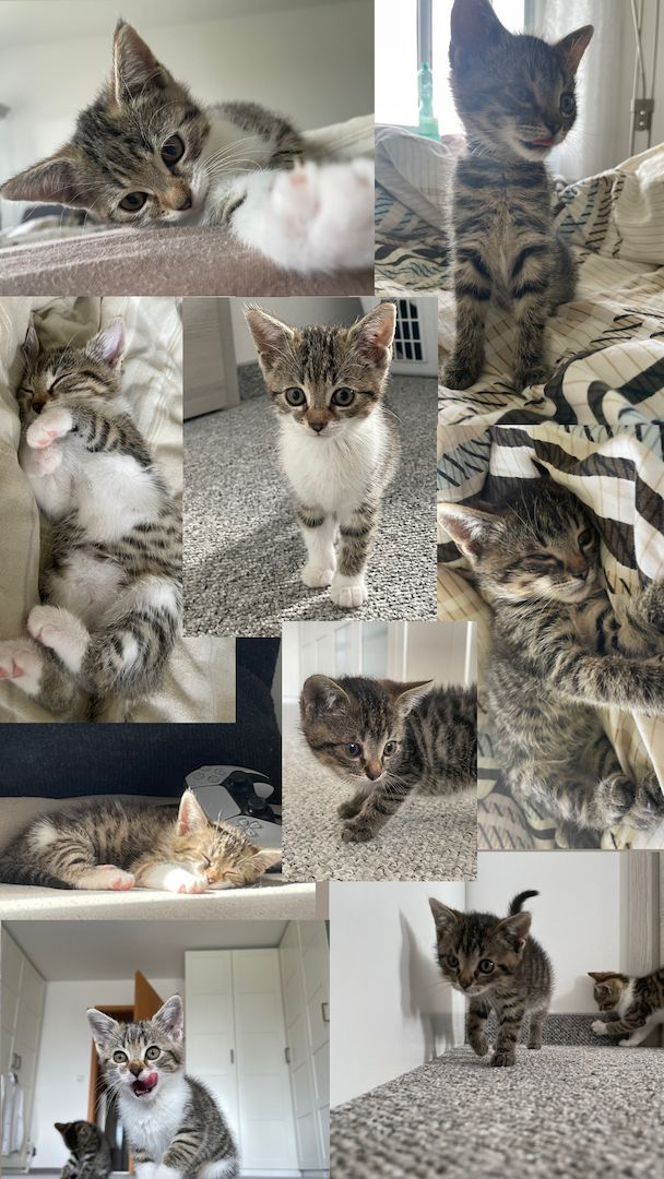 2 Katzen / Kitten zu verkaufen