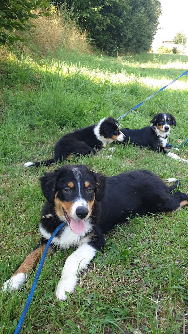 Süße Australian shepherd Welpen abzugeben Süße Australian shepherd Welpen abzugeben