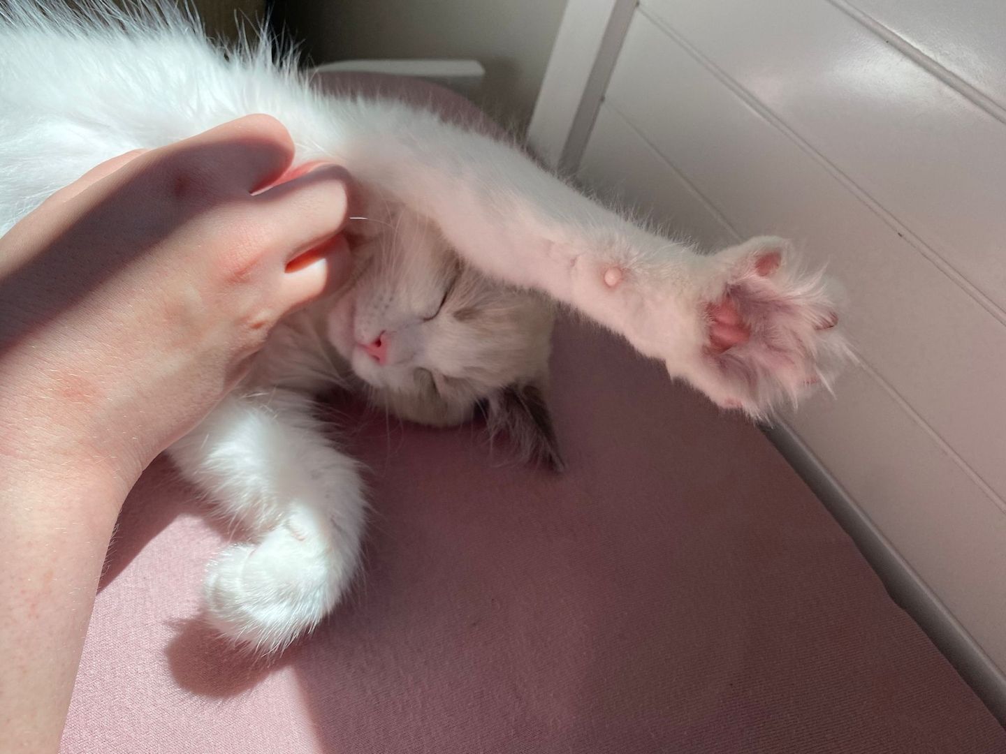 Ragdoll Kater (reinrassig) Ragdoll Kater (reinrassig)