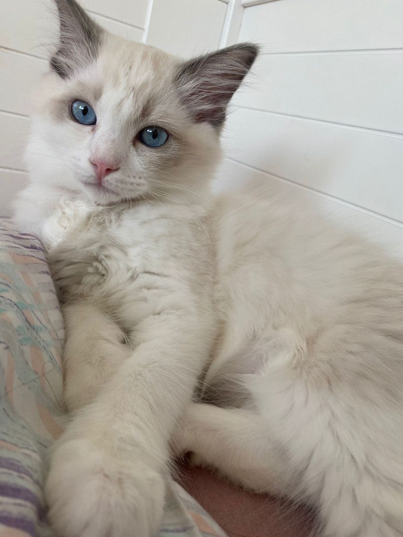 Ragdoll Kater (reinrassig) Ragdoll Kater (reinrassig)