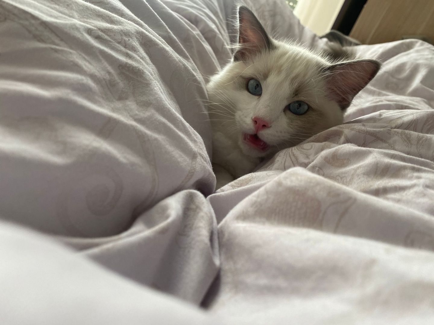 Ragdoll Kater (reinrassig) Ragdoll Kater (reinrassig)