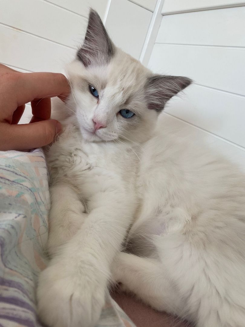 Ragdoll Kater (reinrassig) Ragdoll Kater (reinrassig)