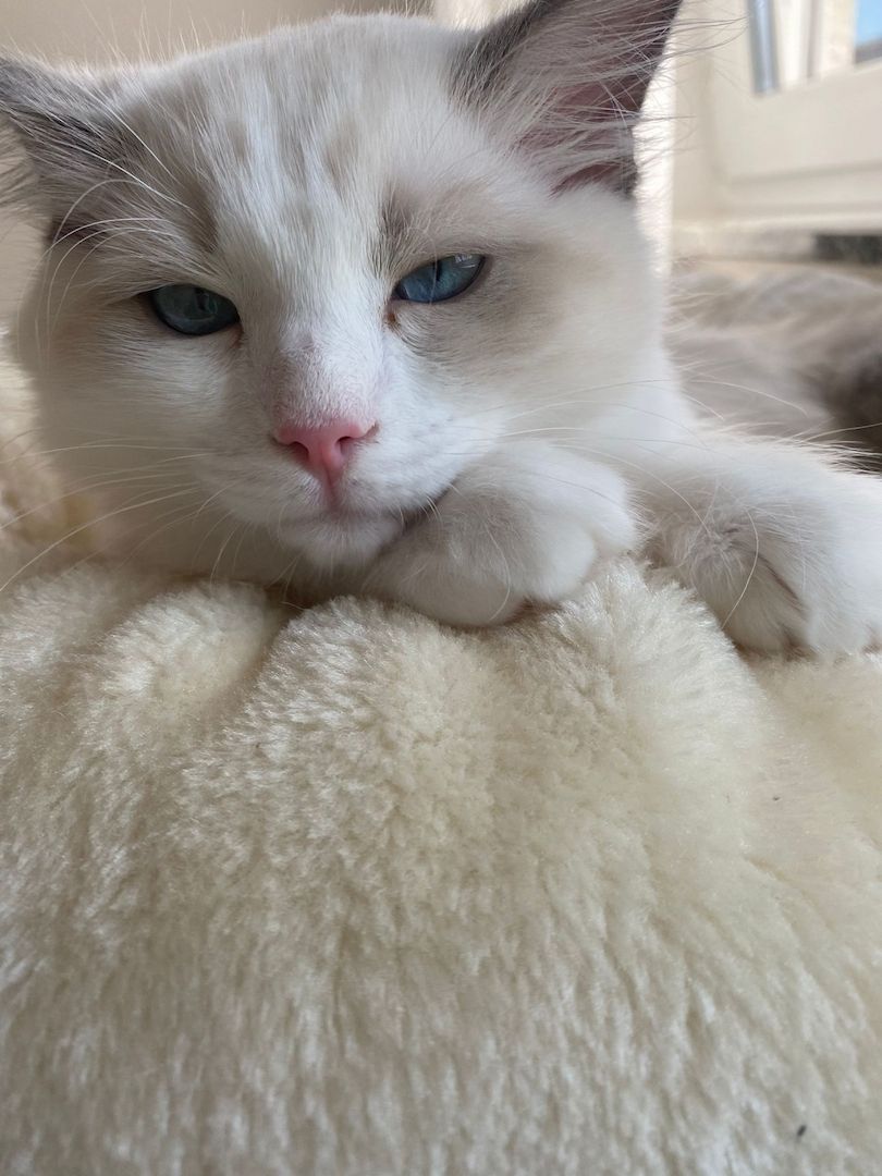 Ragdoll Kater (reinrassig) Ragdoll Kater (reinrassig)