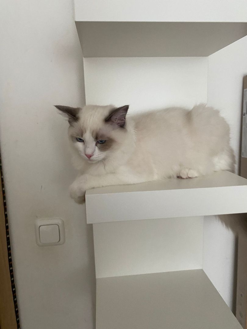 Ragdoll Kater (reinrassig) Ragdoll Kater (reinrassig)