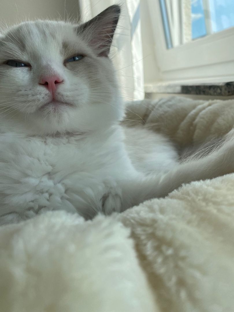 Ragdoll Kater (reinrassig) Ragdoll Kater (reinrassig)