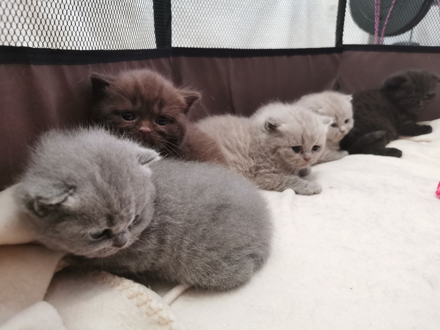 Britisch kurzhaar Kitten