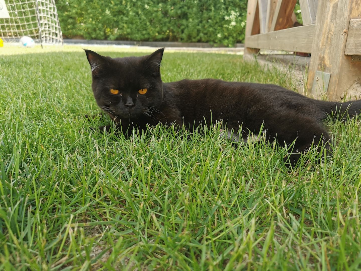 Britisch kurzhaar Kitten