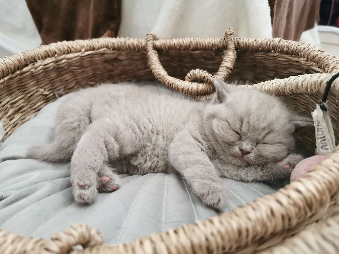 Britisch kurzhaar Kitten