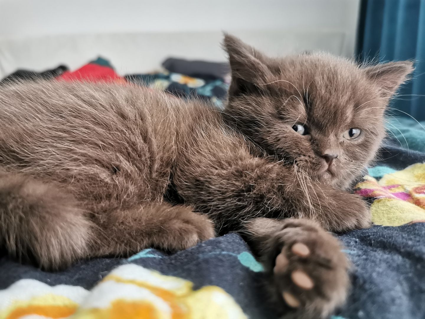 Britisch kurzhaar Kitten