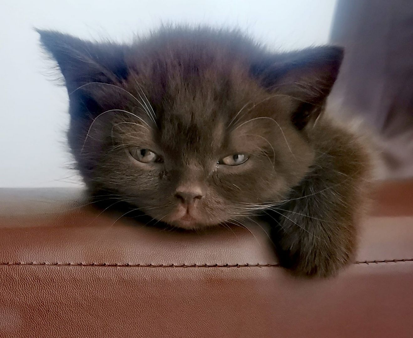 Britisch kurzhaar Kitten