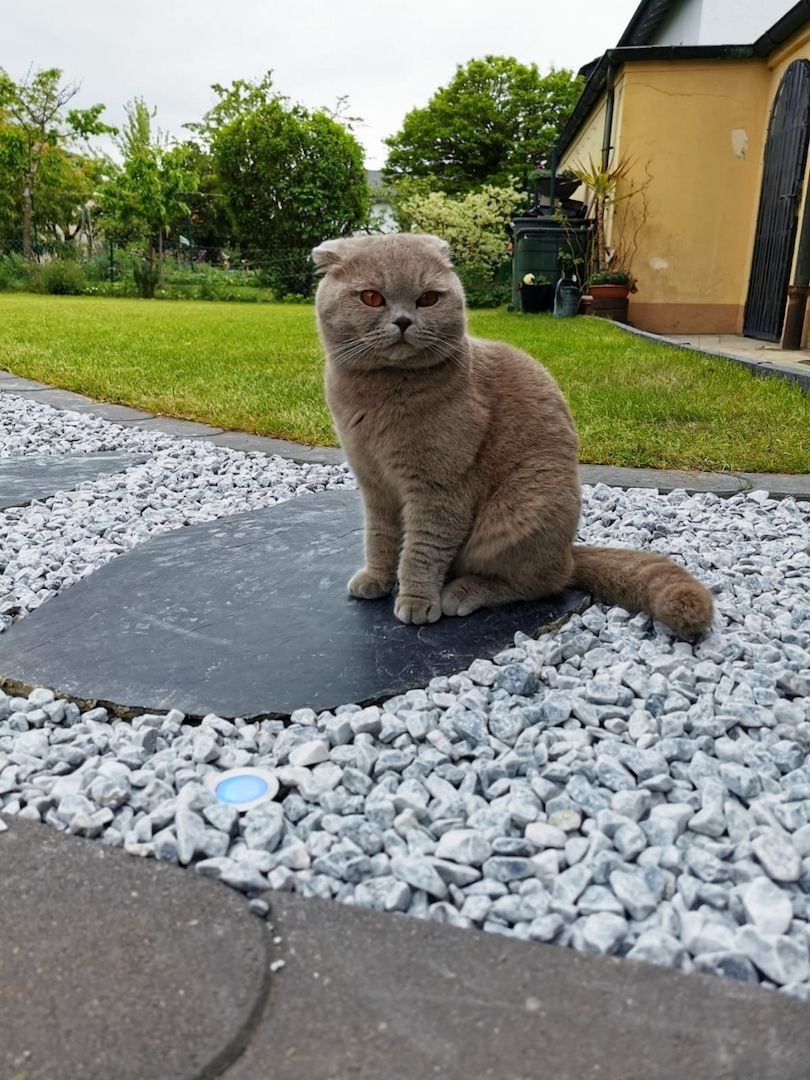 Britisch kurzhaar Kitten