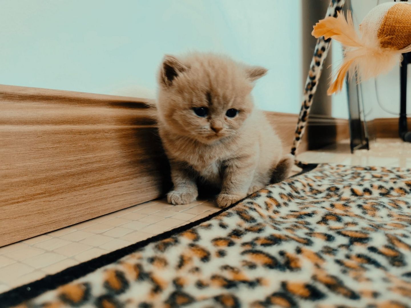 Britisch kurzhaar Kitten