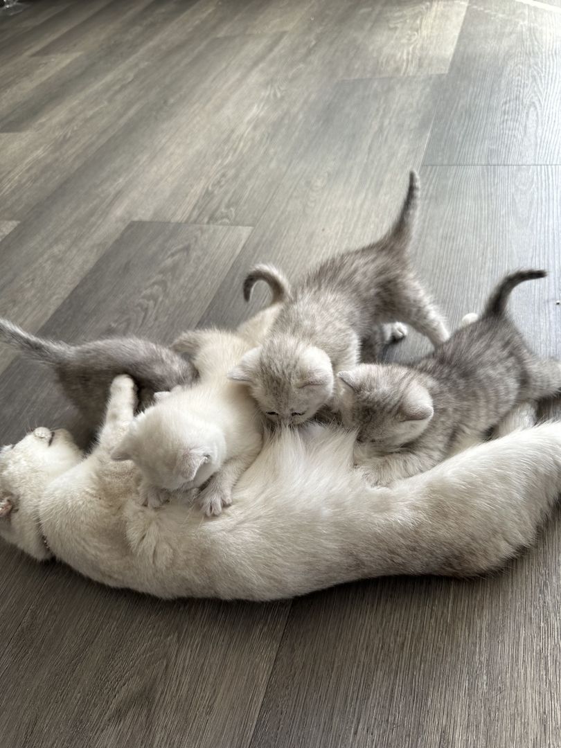 BKH Kätzchen und Katzeneltern BKH Kätzchen und Katzeneltern