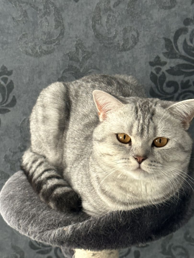 BKH Kätzchen und Katzeneltern BKH Kätzchen und Katzeneltern