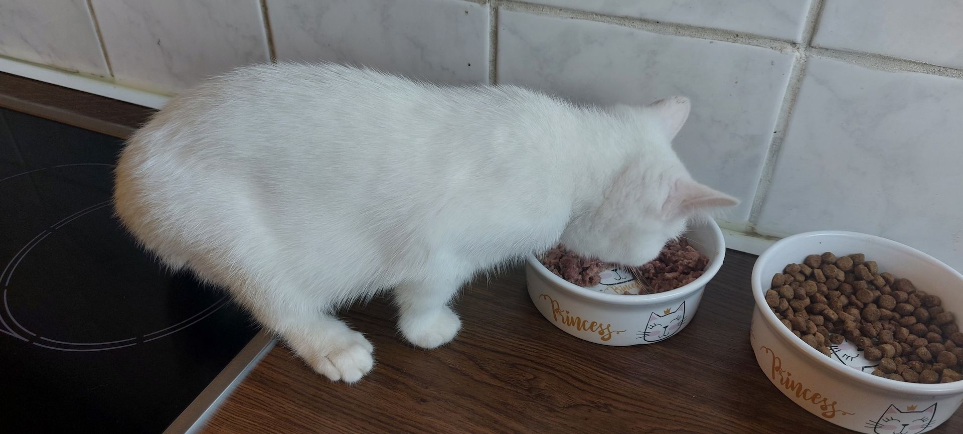 Britischkurzhaar katzen baby