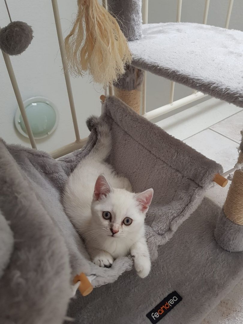 Weibliche BKH Kitten