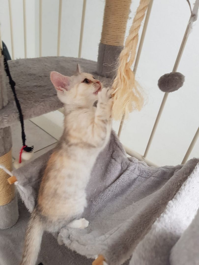 Weibliche BKH Kitten