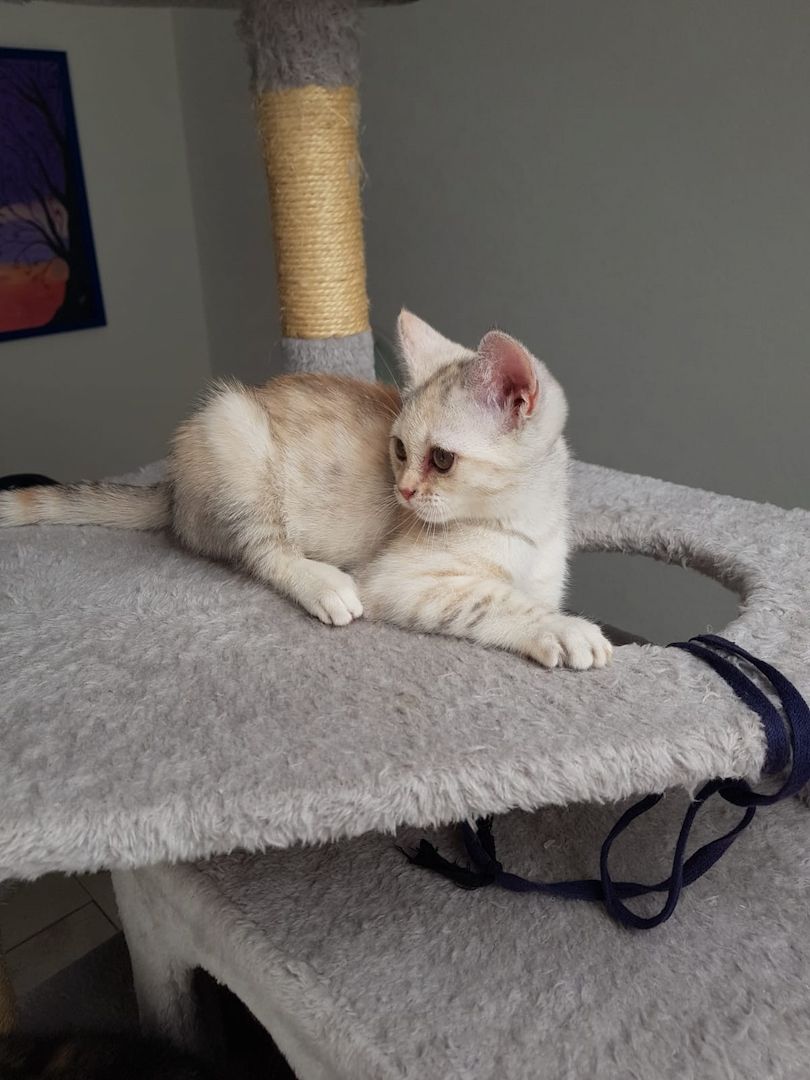 Weibliche BKH Kitten