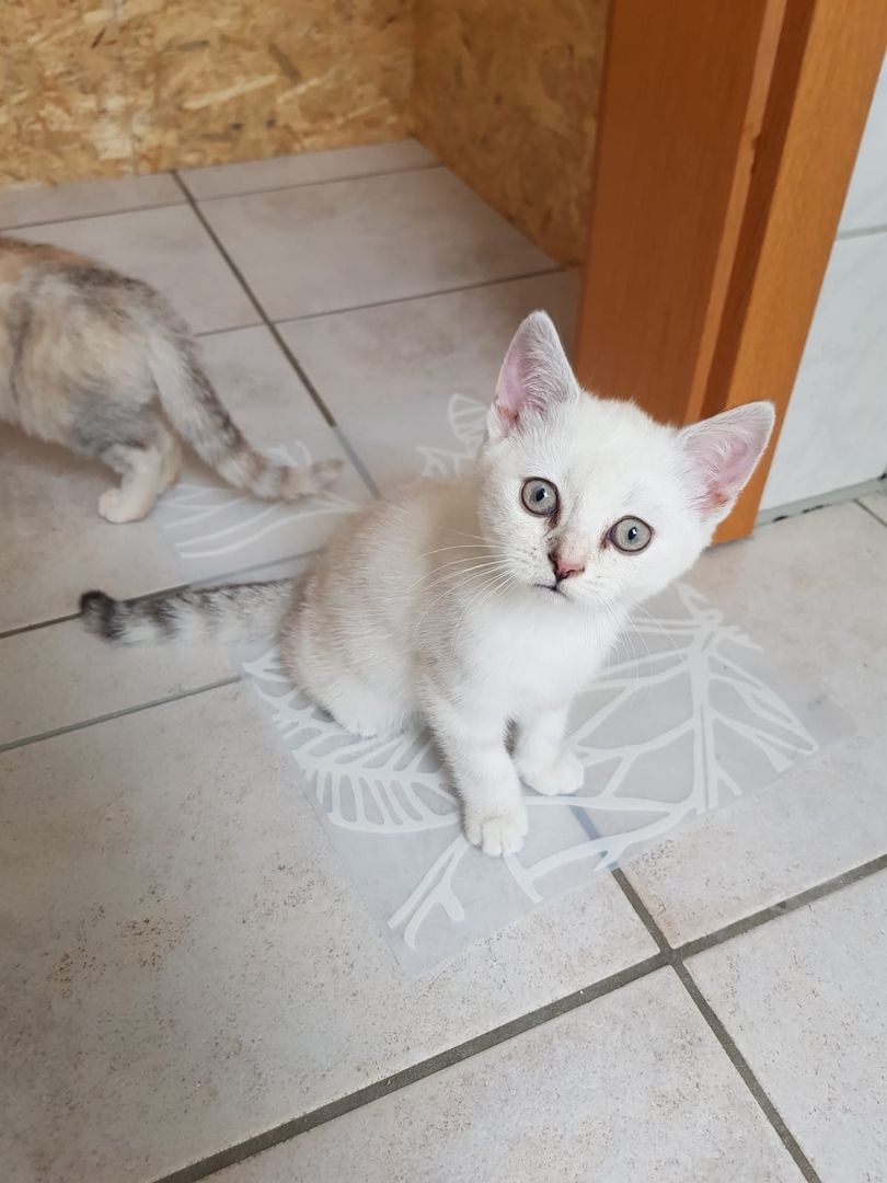 Weibliche BKH Kitten
