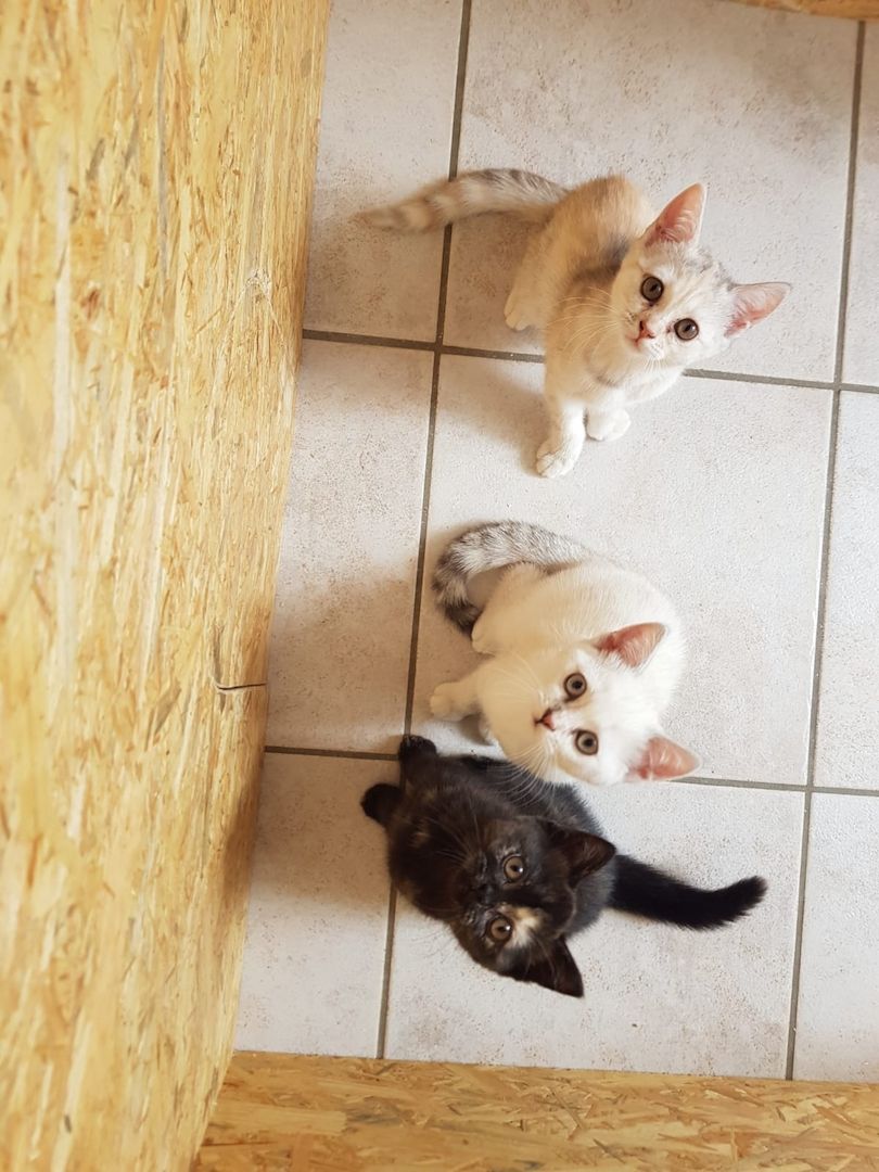 Weibliche BKH Kitten