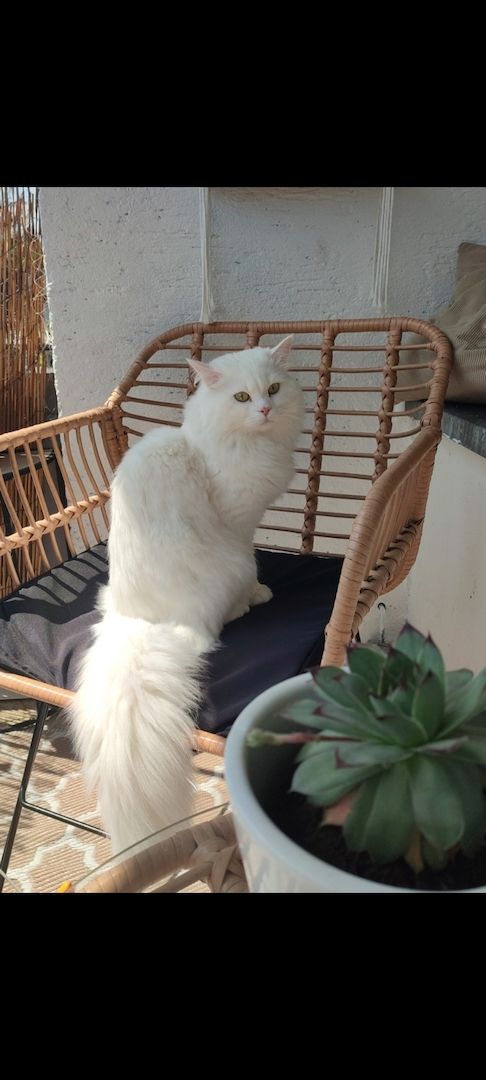 5 BLh Perser Mix kitten