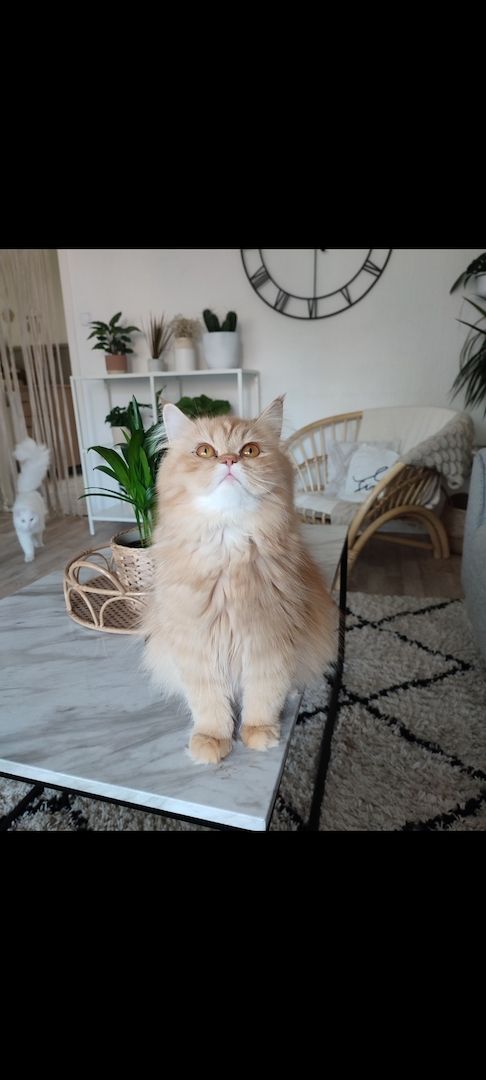 5 BLh Perser Mix kitten