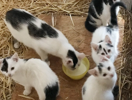 4 Kitten suchen ein Zuhause