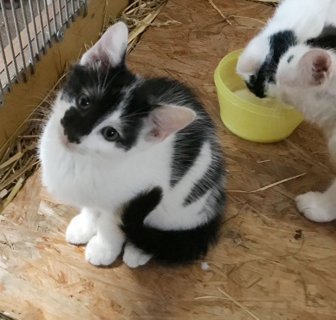 4 Kitten suchen ein Zuhause