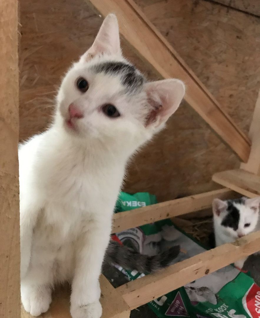 4 Kitten suchen ein Zuhause