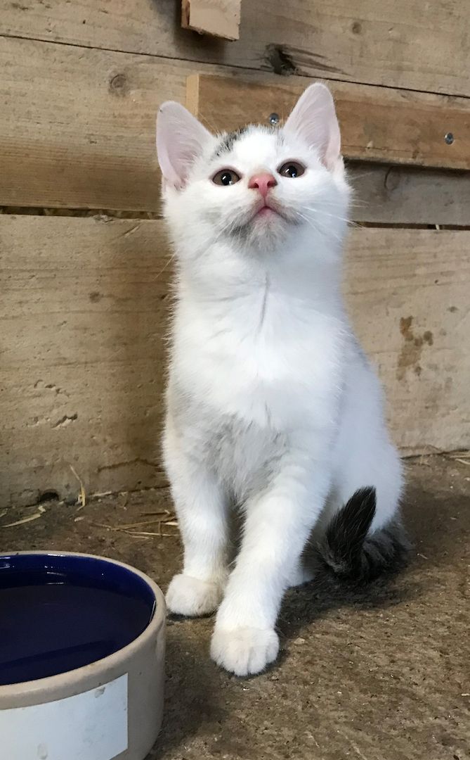 4 Kitten suchen ein Zuhause