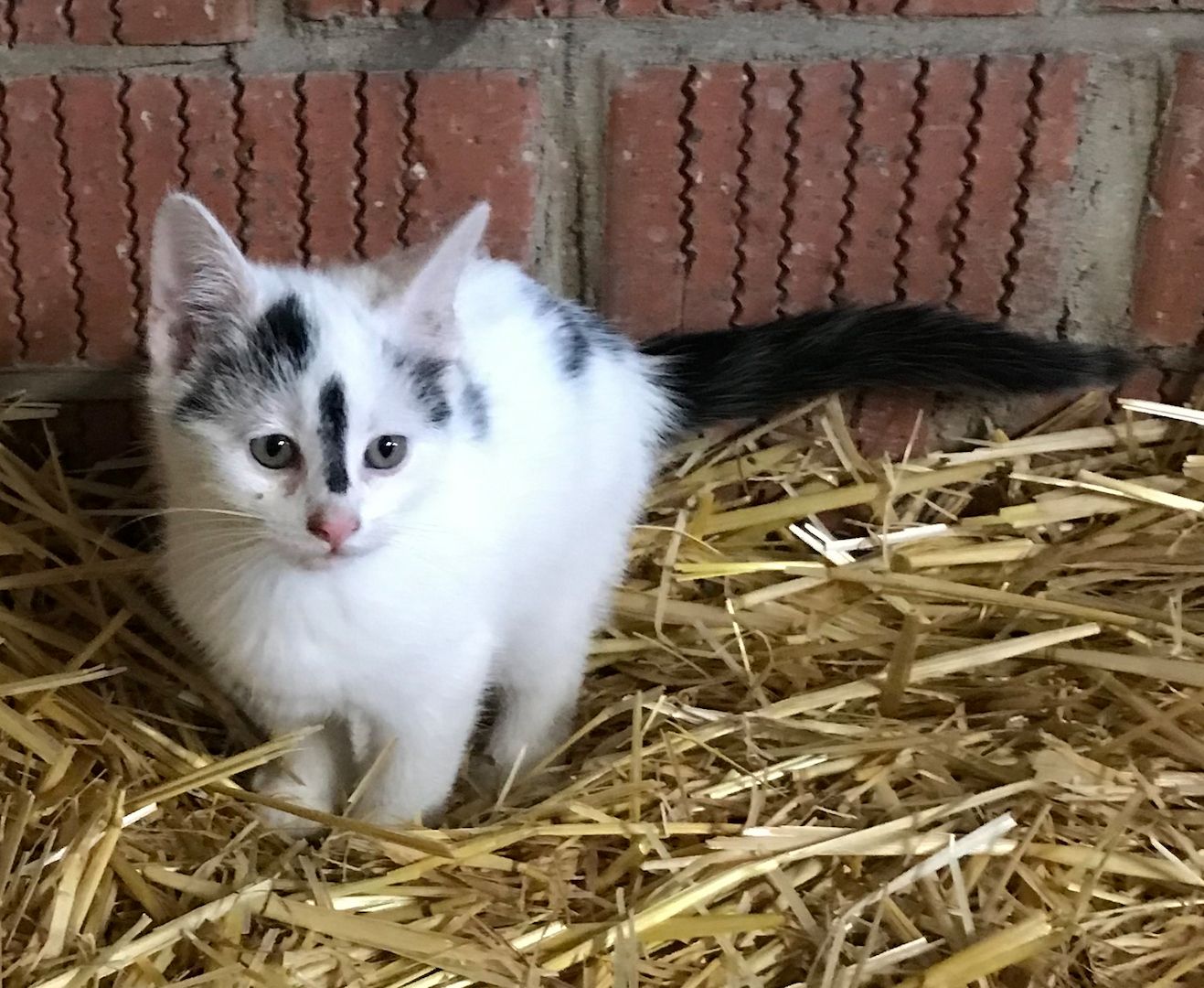 4 Kitten suchen ein Zuhause