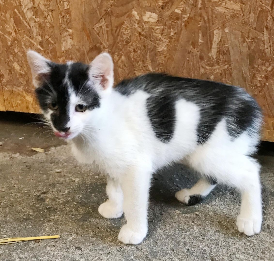 4 Kitten suchen ein Zuhause