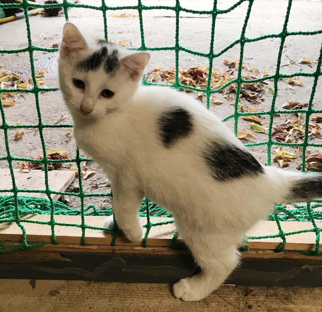 4 Kitten suchen ein Zuhause