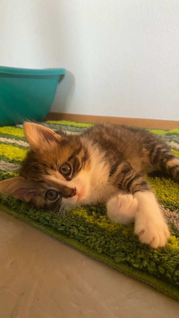 Kleines Kätzchen zum vergeben