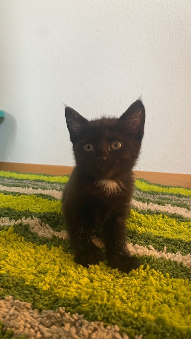 5 kleine Kätzchen zu vergeben