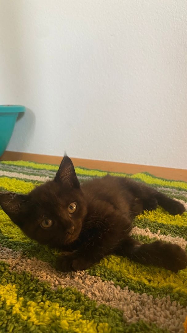 5 kleine Kätzchen zu vergeben