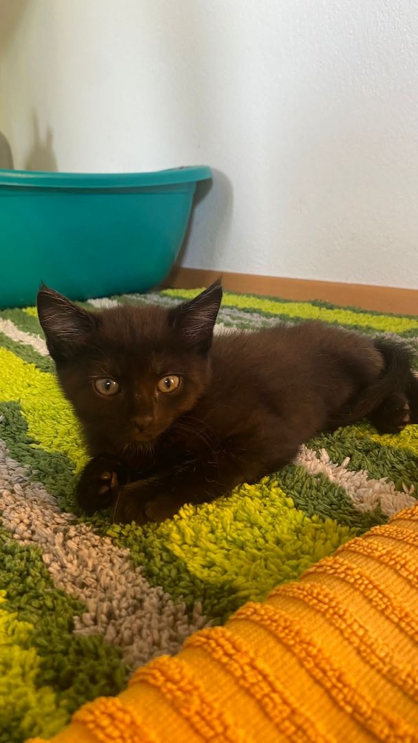 5 kleine Kätzchen zu vergeben